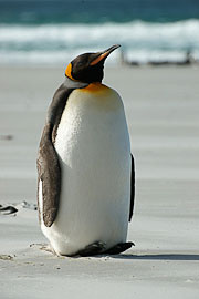 Picture 'Ant1_1_00480 Aptenodytes Patagonicus, King Penguin, Penguin, Antarctica and sub-Antarctic islands, Falkland Islands, Saunders Island'